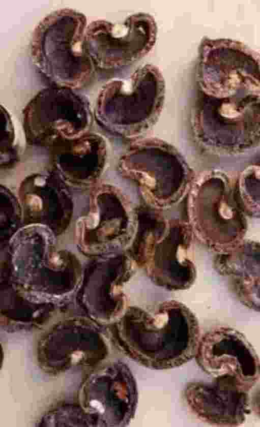 CASHEW NUT SHELL